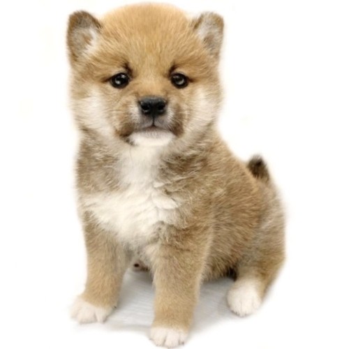 柴犬