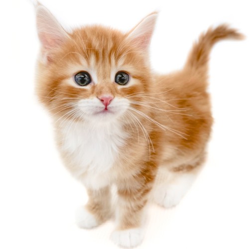 ノルウェージャンフォレストキャット