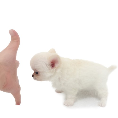 チワワ