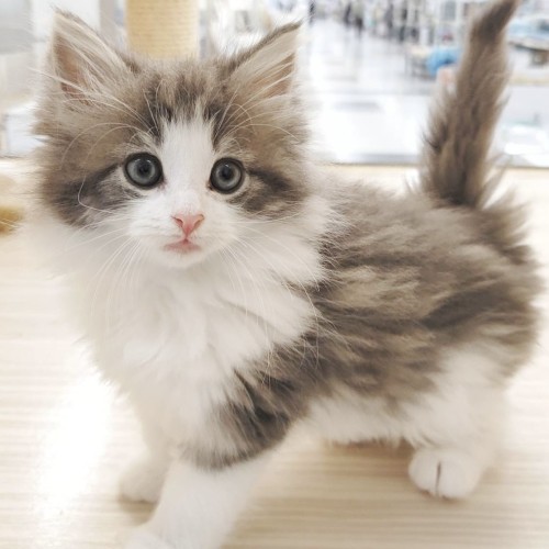 ノルウェージャンフォレストキャット