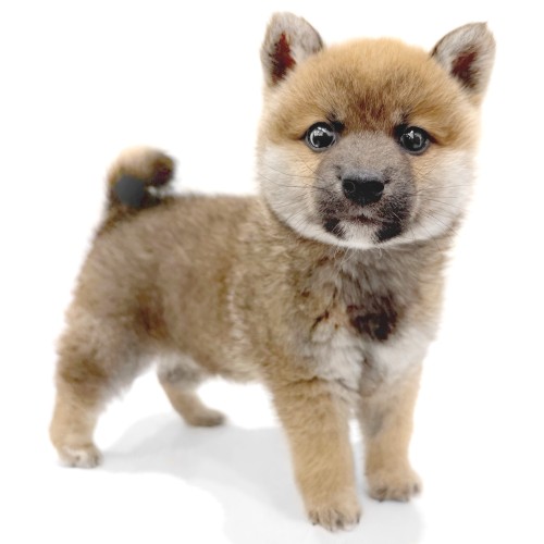 柴犬