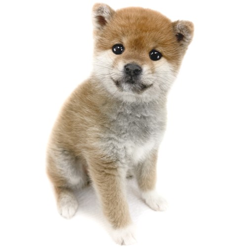 柴犬