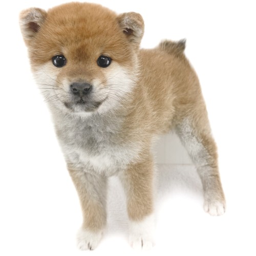 柴犬