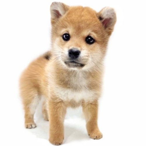 柴犬