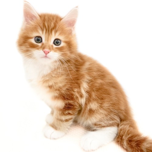 ノルウェージャンフォレストキャット