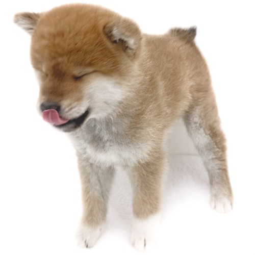 柴犬
