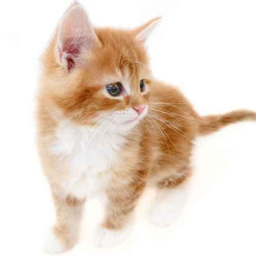 ノルウェージャンフォレストキャット