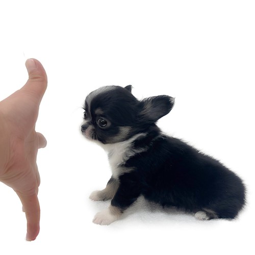 チワワ