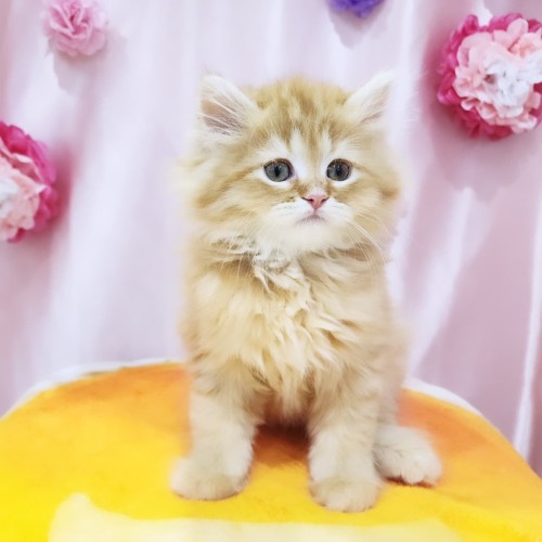サイベリアン