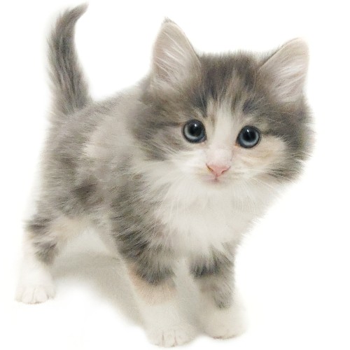 ノルウェージャンフォレストキャット