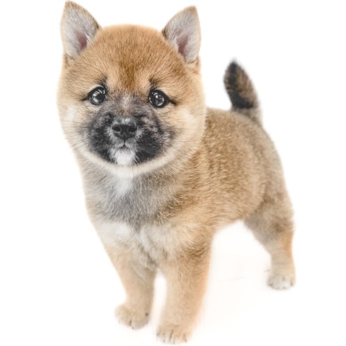 柴犬