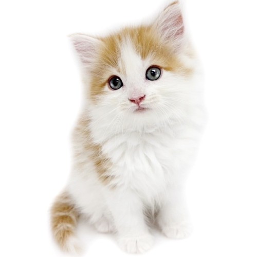 ノルウェージャンフォレストキャット