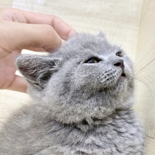 ブリティッシュショートヘア