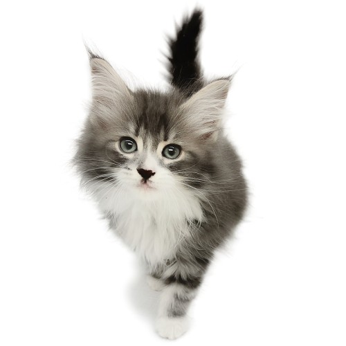 ノルウェージャンフォレストキャット