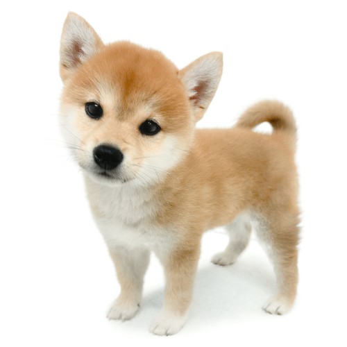柴犬