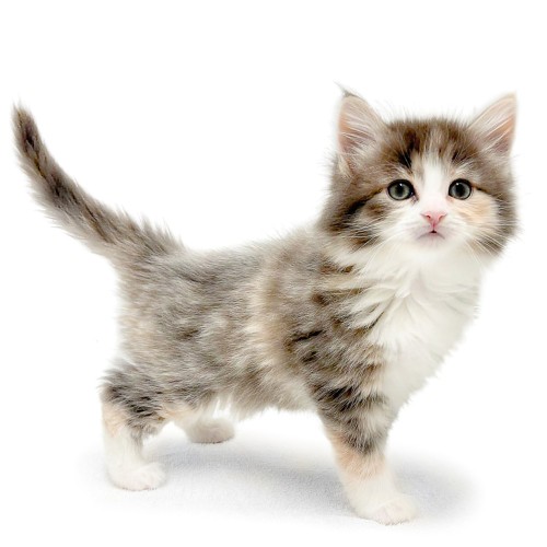 ノルウェージャンフォレストキャット