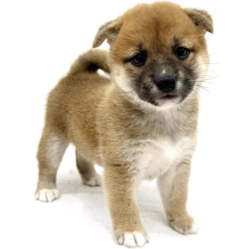 柴犬