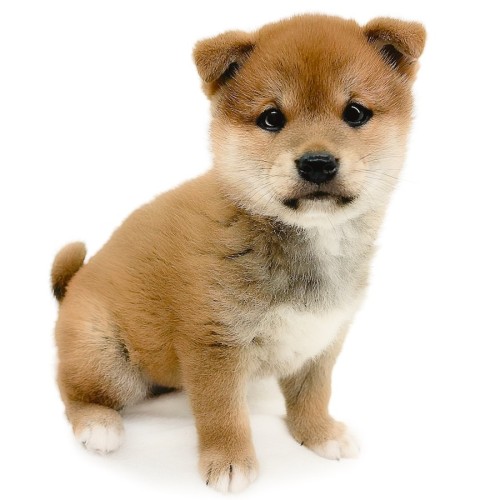 柴犬