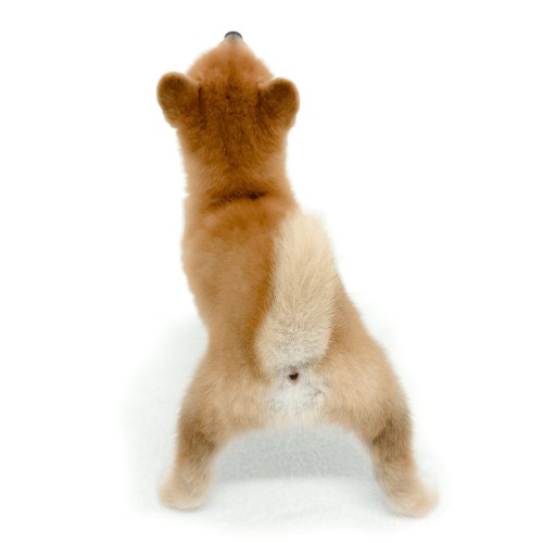 柴犬