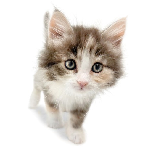 ノルウェージャンフォレストキャット