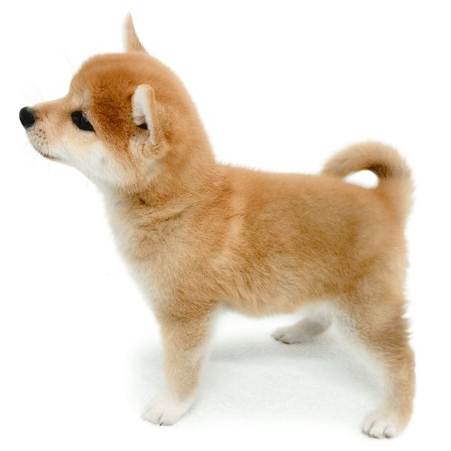 柴犬