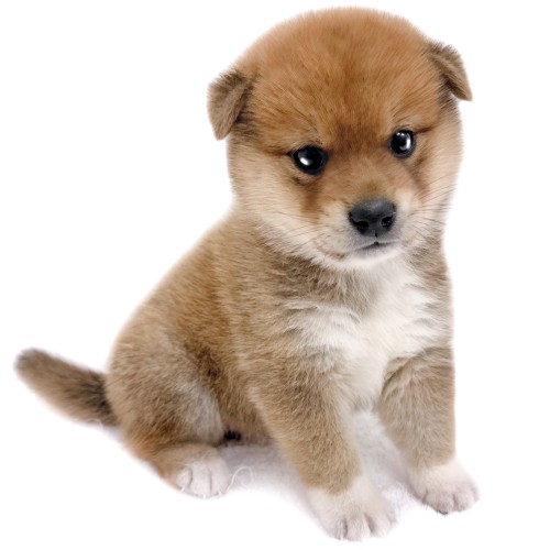 柴犬