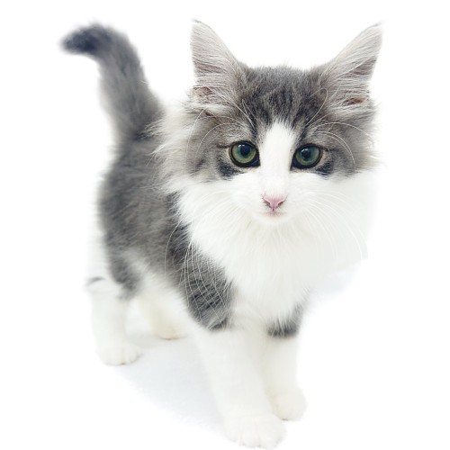 ノルウェージャンフォレストキャット