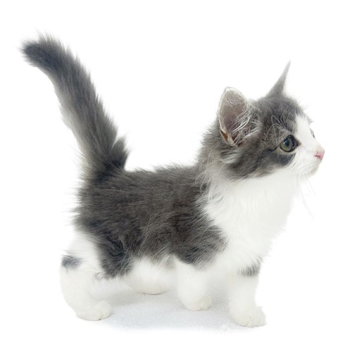 ノルウェージャンフォレストキャット
