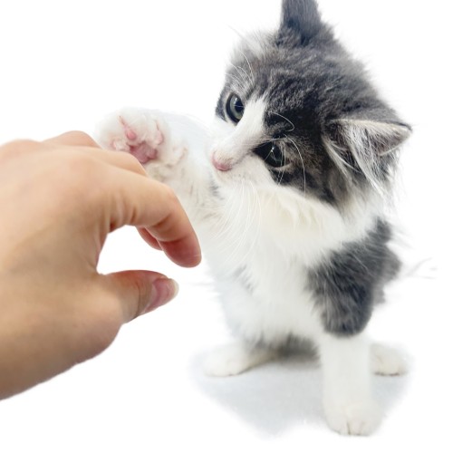 ノルウェージャンフォレストキャット