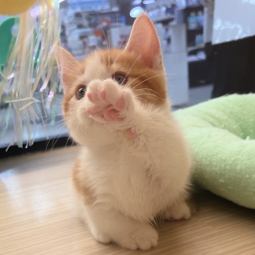 マンチカン
