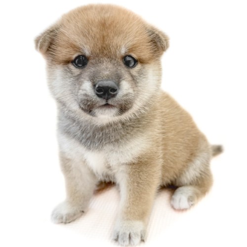 柴犬