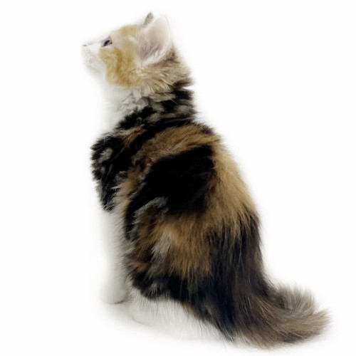 ノルウェージャンフォレストキャット