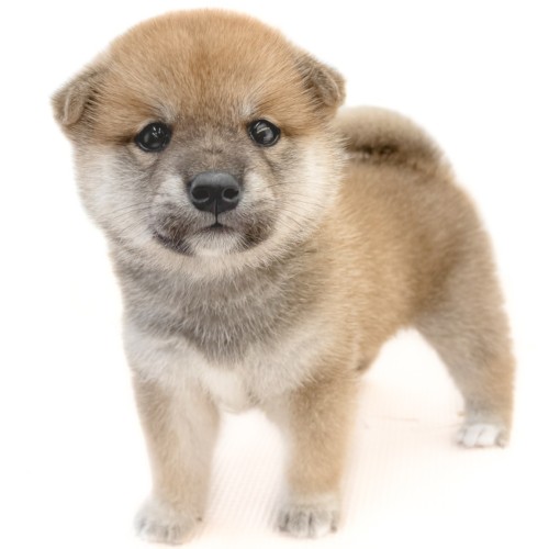 柴犬