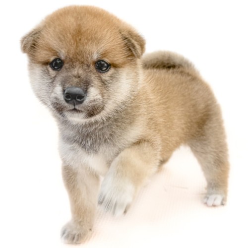 柴犬
