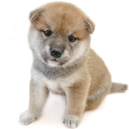 柴犬