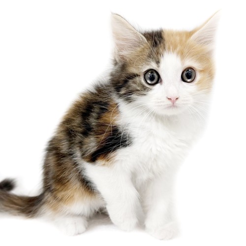 ノルウェージャンフォレストキャット
