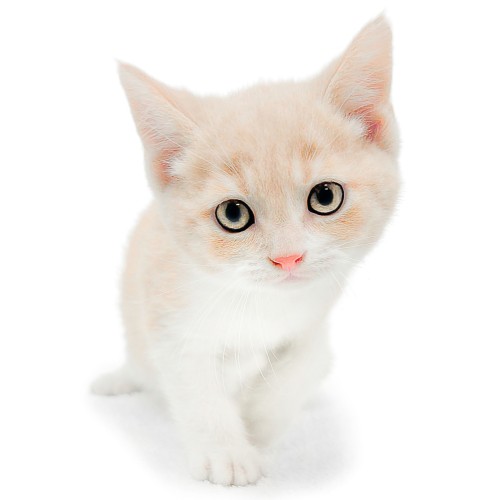 ブリティッシュショートヘア