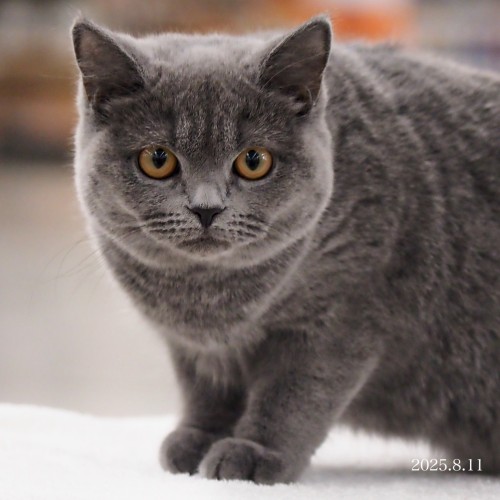 ブリティッシュショートヘア