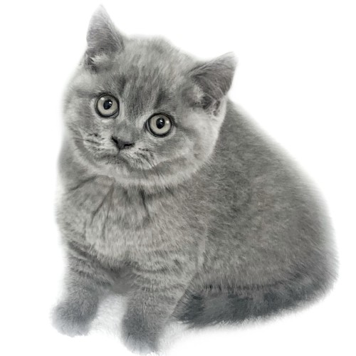 ブリティッシュショートヘア