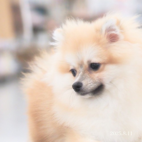 ポメラニアン