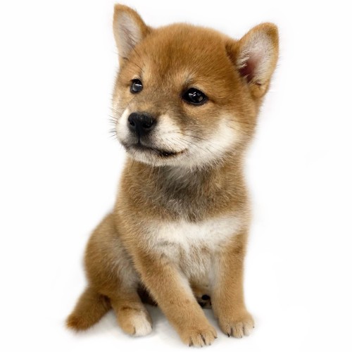 柴犬