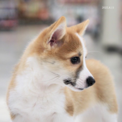 ウェルシュコーギーペンブローク