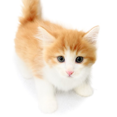 ノルウェージャンフォレストキャット