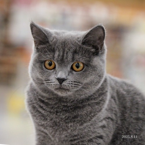 ブリティッシュショートヘア