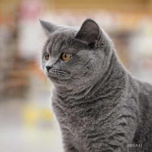 ブリティッシュショートヘア