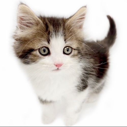 ノルウェージャンフォレストキャット