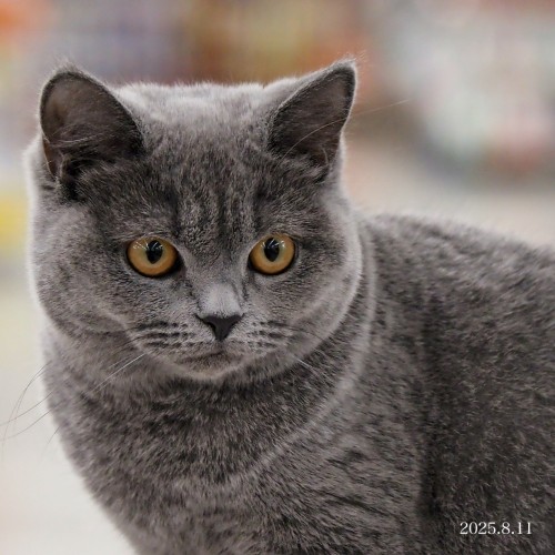 ブリティッシュショートヘア