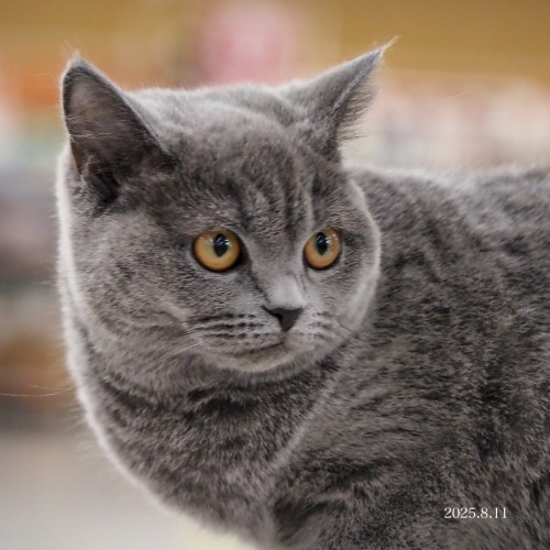 ブリティッシュショートヘア