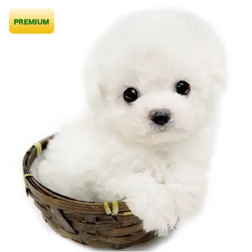 ビションフリーゼ