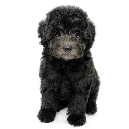 トイ・プードル